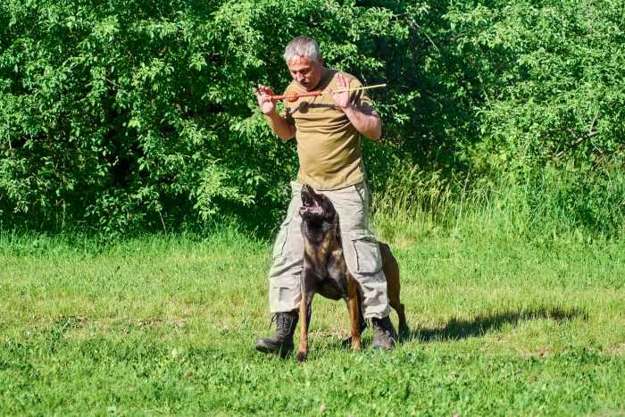 Entrevista com o empresário José Carlos Grimberg Blum sobre a arte do adestramento positivo de cães