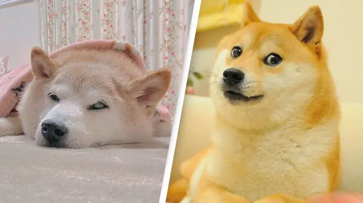 GRAVEMENTE ENFERMO EL SHIBA INU QUE INSPIRO EL MEME DOGE