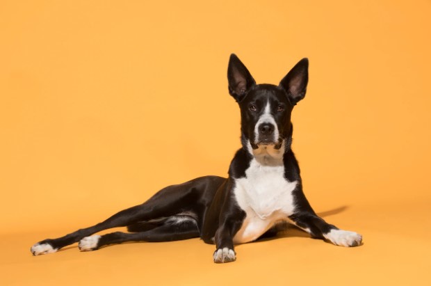 UNTERNEHMER JOSE CARLOS GRIMBERG BLUM: WAS SAGT AGGRESSION BEI HUNDEN IN PERU VORAUS?